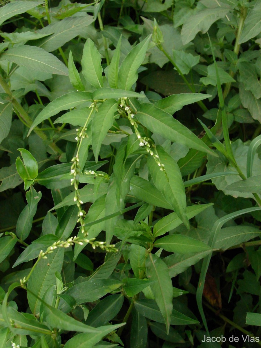 Persicaria hydropiper (L.) Delarbre